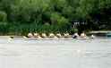 Rowing_Brenda Desnoyers - 1