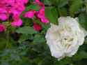 DSCN3041